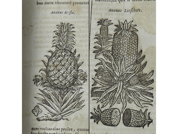 Ananas