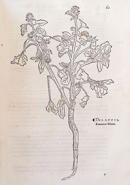 Des gravures de plantes vivantes