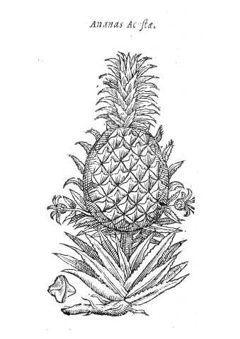 #ColorOurCollections: Ananas