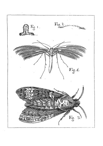 ColorOurCollections: insectes