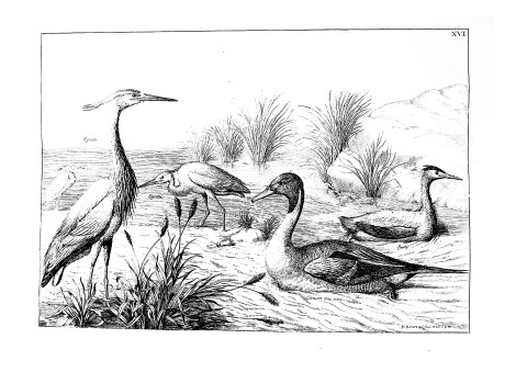 ColorOurCollections: oiseaux 1