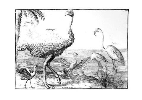 ColorOurCollections: oiseaux 2